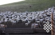 Монголия потеряла более 12 миллионов скота