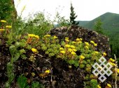 На скалах гор. Летом на вершине гор в Хакасии продолжается цветущая весна.