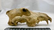 Самая древняя домашняя собака Азии обитала на Алтае 34 тыс лет назад