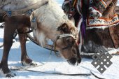 Фотовыставка Юрия Попкова "Олени и люди"