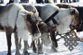 Фотовыставка Юрия Попкова "Олени и люди"