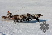 Фотовыставка Юрия Попкова "Олени и люди"