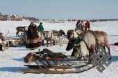 Фотовыставка Юрия Попкова "Олени и люди"