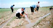 В Кызыле пройдет конференция «Актуальные проблемы ведения сельскохозяйственного производства в Аридной зоне Центрально-Азиатского региона»
