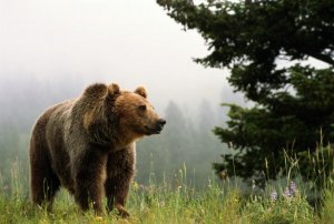 О культе медведя у тофаларов