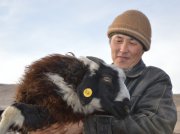 Ученые заинтересовались феноменом многоплодности тувинской овцы