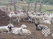 Тувинская овца станет объектом исследований двух сельскохозяйственных НИИ – Тувы и Хакасии