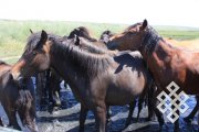 В Хакасии ученые обсудят проблемы коневодства Средней Сибири