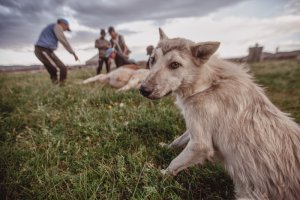 Тува - республика шаманов