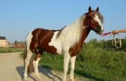Российские ученые выяснили, как наши предки приручили лошадь
