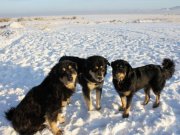 В Калмыкии зарегистрирована порода калмыцкой пастушьей собаки